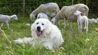 Bílý pyrenejský horský pes leží mezi ovci na louce.