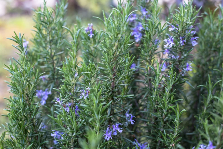 Rozmarýn s fialovými květy v plném rozkvětu