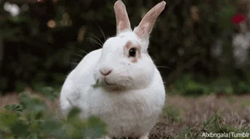 Bílý králík stojí na trávě s rozostřeným pozadím.