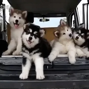 Čtyři štěňata sibiřského huskyho sedící v autě.