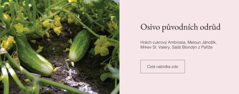 Okurky rostoucí na vinici s květy v zahradním posteli.