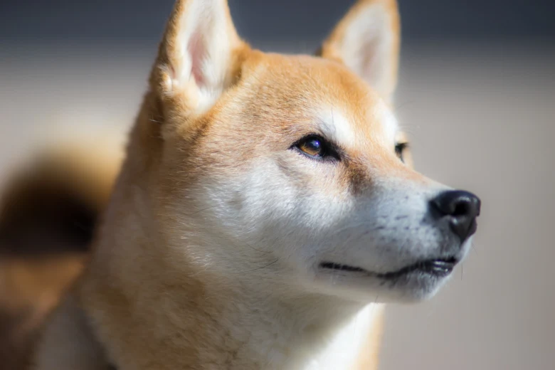 Shiba inu dog head profile