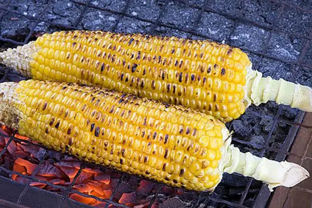 Dvě uzené cukrové kukuřice na grilu nad uhly.