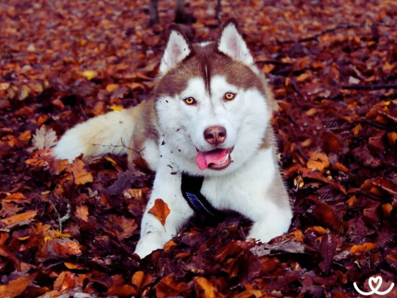 Sibiřský husky leží na podzimních listí v přírodě.