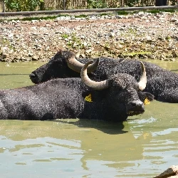 Domácí buvolové v kalné vodě na pastvě.