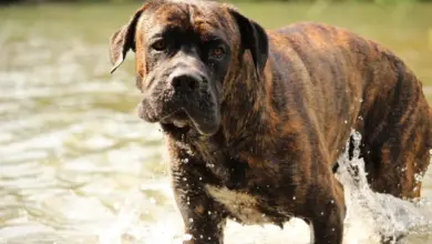 Velký hnědý pes plemene cane corso stojí ve vodě.