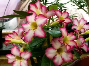 Adenium flowers