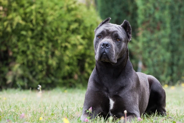 Černý pes rasy cane corso leží na trávníku.