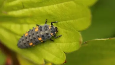 Larva pestřenky na zeleném listu v zahradě.