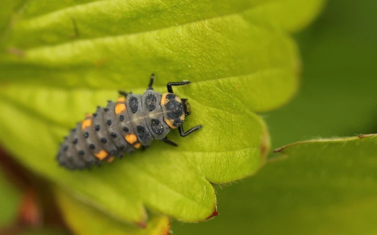 Larva pestřenky na zeleném listu v zahradě.