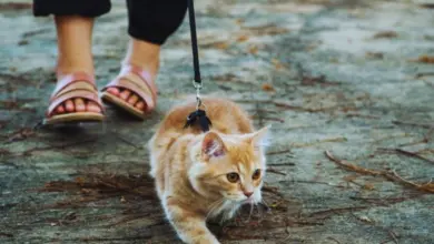 Oranžová kočka na vodítku chodící venku s majitelem.