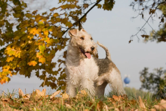 Wire fox terrier dog