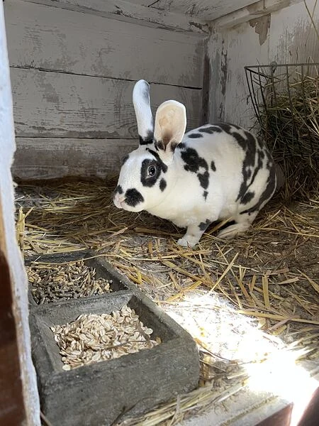 Pregnant rabbit with kits