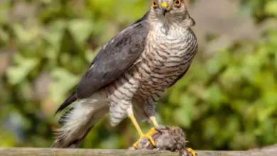 Spotted goshawk with prey