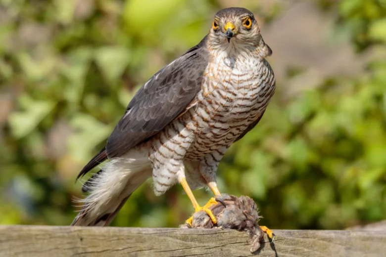 Spotted goshawk with prey
