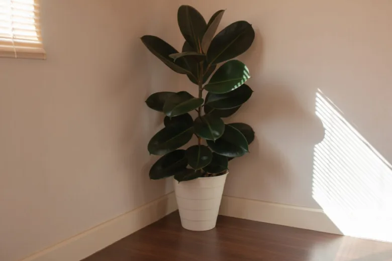 Ficus elastica plant in pot