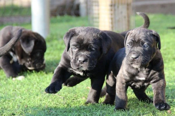 Tři černá štěňata plemene cane corso hrají na trávníku.