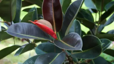 Ficus elastica s tmavými listy a novým červeně zbarveným lístkem.