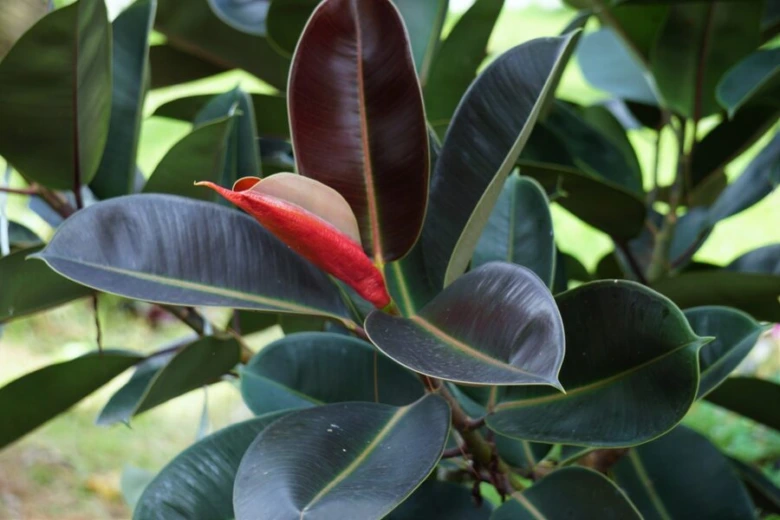 Ficus elastica s tmavými listy a novým červeně zbarveným lístkem.