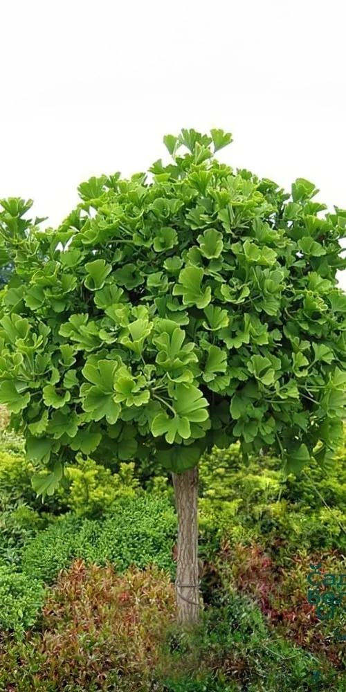 Zdravý strom Ginkgo biloba s typickými listy v zahradním prostředí.