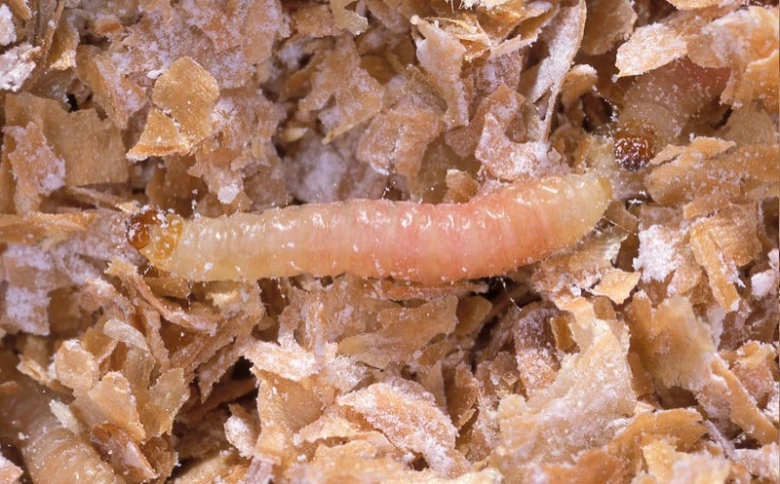 Bílá larva potravinového mola na mouce v kuchyni.