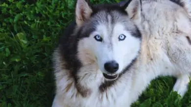 Sibiřský husky s modrýma očima leží na zelené trávě.