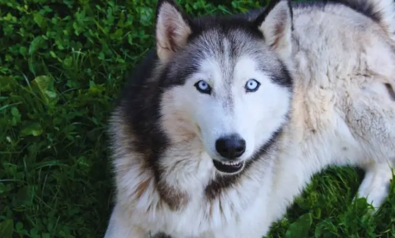 Sibiřský husky s modrýma očima leží na zelené trávě.