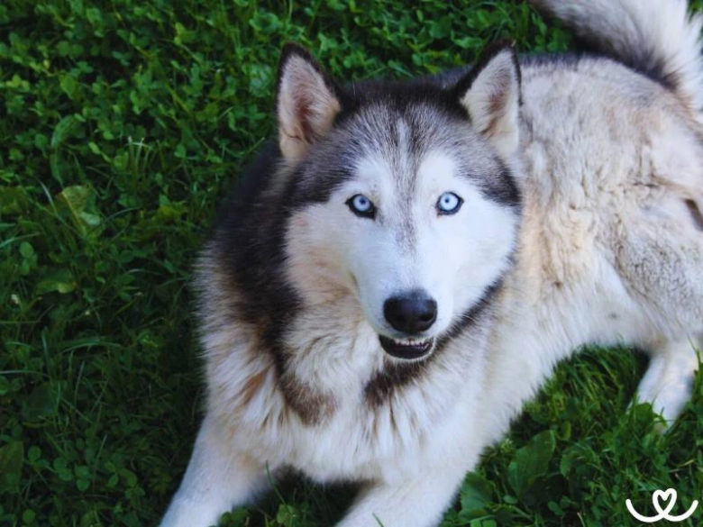 Sibiřský husky s modrýma očima leží na zelené trávě.