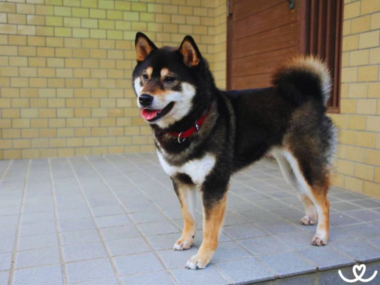 Černý shiba inu s červeným obojkem stojí na dlažbě.