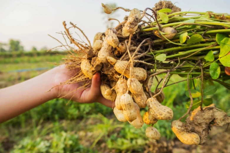 Harvested peanuts with roots and leaves
