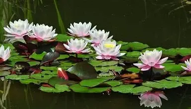 Water lilies in pond