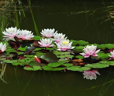 Water lilies in pond