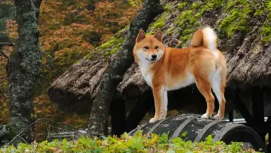 Shiba Inu pes stojí na dřevěném barelu v podzimním zahradním prostředí.
