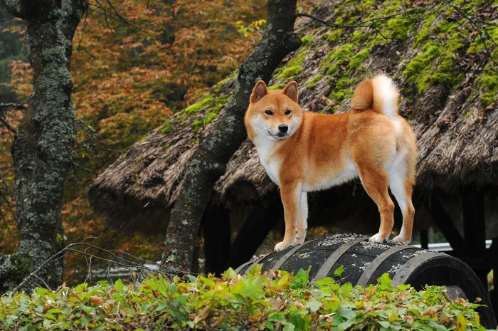 Shiba Inu pes stojí na dřevěném barelu v podzimním zahradním prostředí.