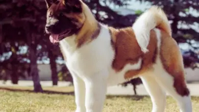 Japonský pes akita inu stojí na trávníku v přírodním prostředí.