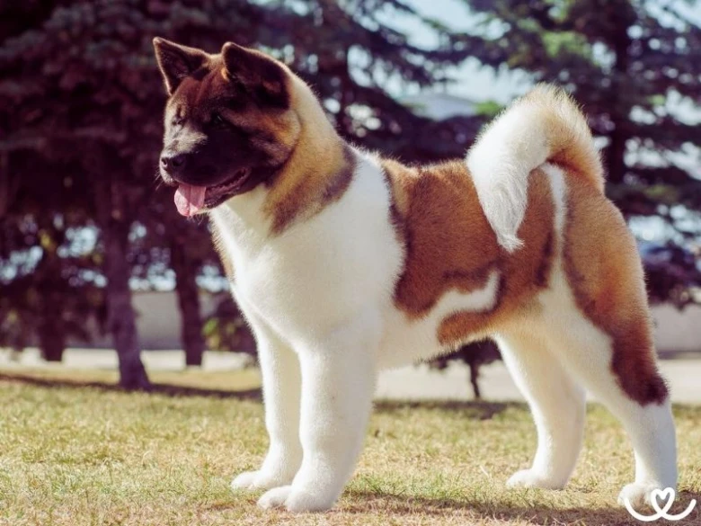 Japonský pes akita inu stojí na trávníku v přírodním prostředí.