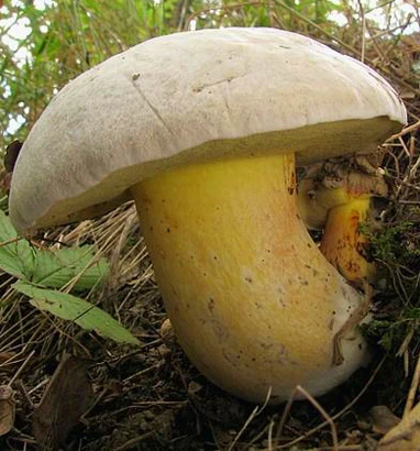 Velký hřib kříšť s žlutou nožkou a světlým čepicím rostoucí v lese.