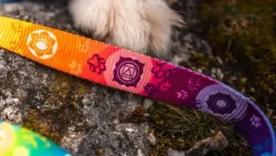 Kolorované vodítko pro psa leží na skále vedle tlapky.