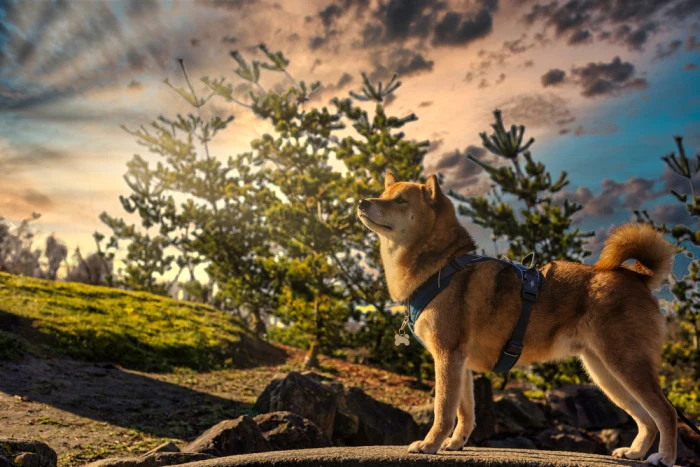 Shiba Inu pes venku na skále při západu slunce.